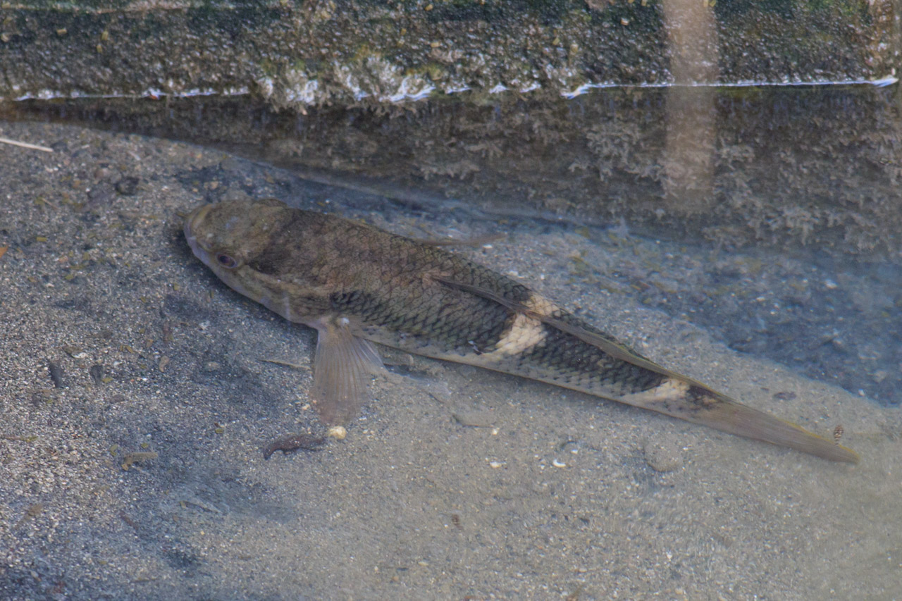 ホシマダラハゼ 生き物写真